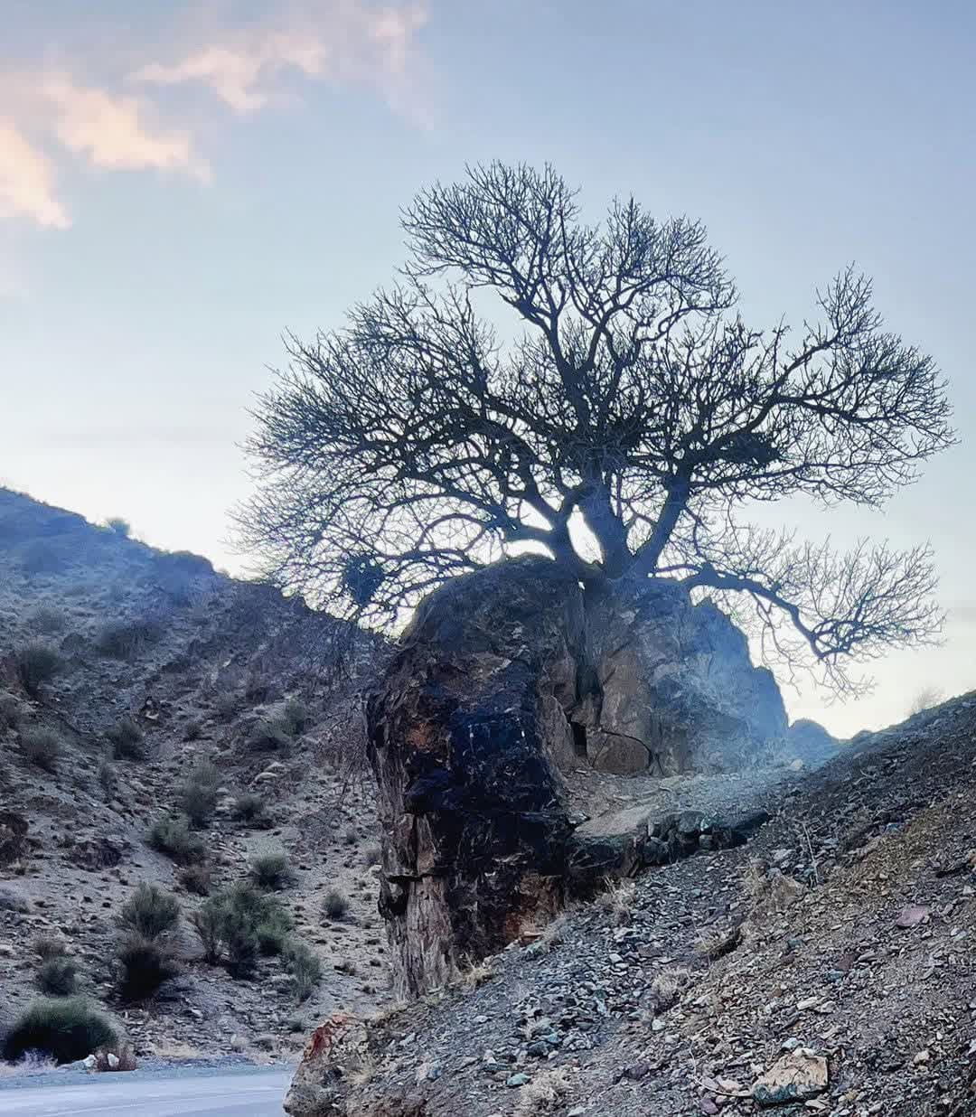 درخت باش که روییده از دل سنگ